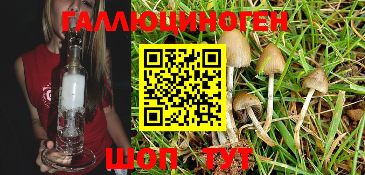 Галлюциногенные грибы GOLDEN TEACHER  Вход с VPN  Дмитров  Псилоцибиновые грибы MAGIC MUSHROOMS 